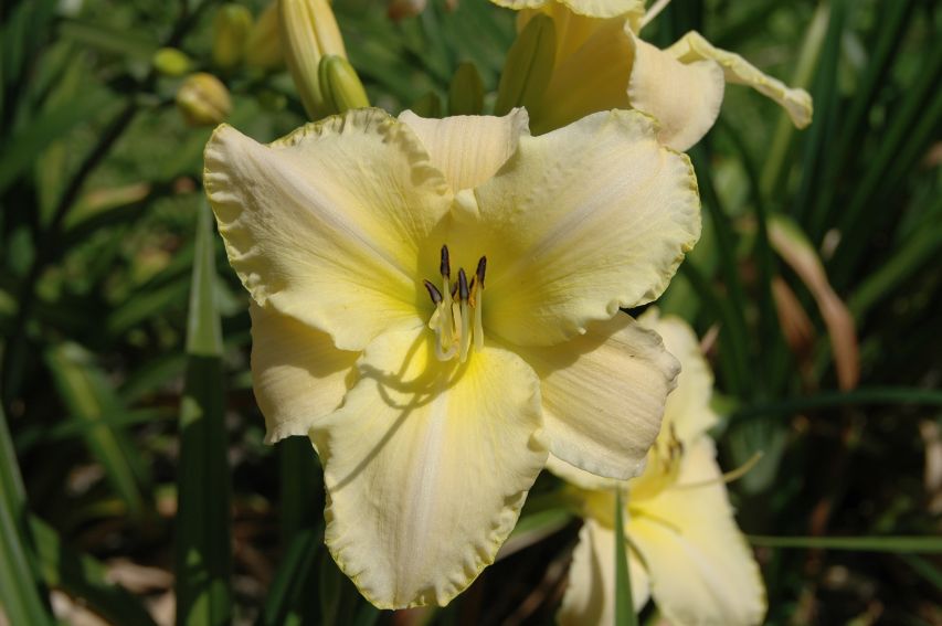 Ogród Botaniczny - liliowce -