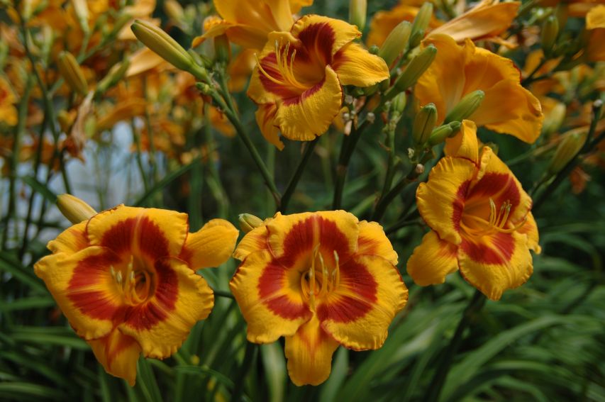 Ogród Botaniczny - liliowce -