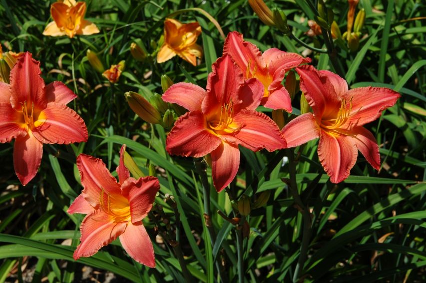 Ogród Botaniczny - liliowce -