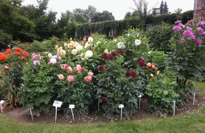 Ogród Botaniczny - dalie