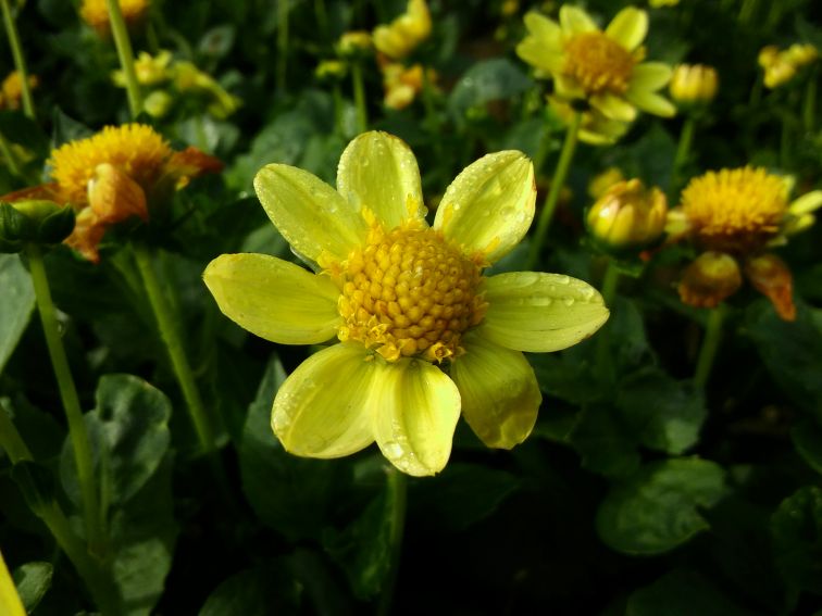 Ogród Botaniczny - dalie