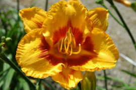 Hemerocallis `Fooled Me`.JPG