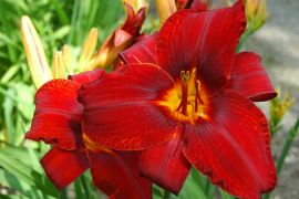 Hemerocallis `Blanka`.JPG