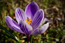 Crocus hybr. - szafran, krokus (fot. Izabela Woch) (2).jpeg