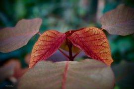 Euphorbia cotinifolia L. (fot. Izabela Woch).jpeg