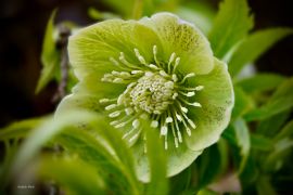 Helleborus orientalis Lam. subsp. guttatus (A.Braun...