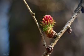 Larix decidua Mill. -  modrzew europejski (fot. Izabela...